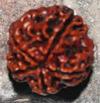 5 mukhi 160- 21mm